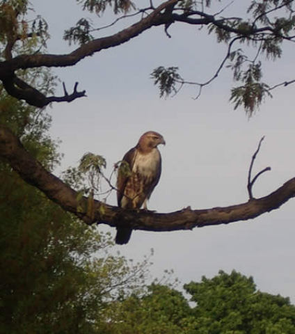 Photo of hawk an tree limb