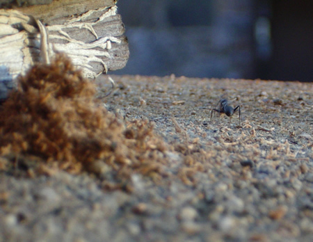 Close-up photo of an ant