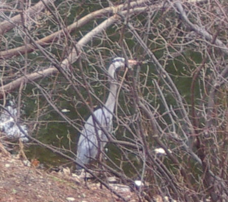 Blue Heron at Mt. Auburn