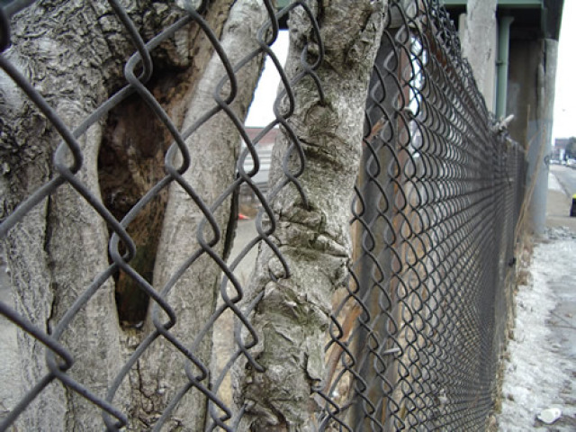 fence-tree-26_640x480
