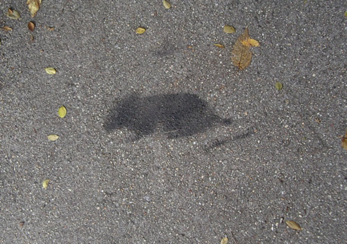 Photo of rat image on concrete