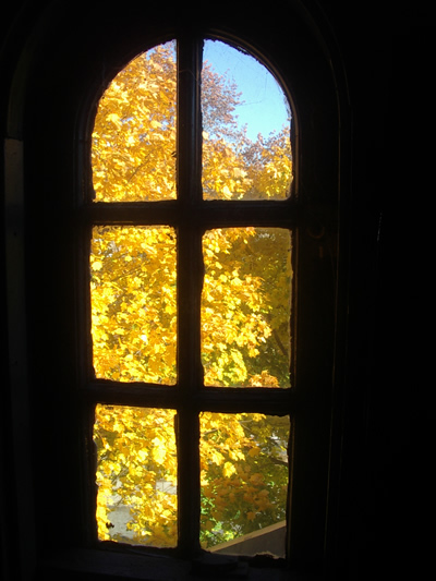 Photo of yellow leaves a of a tree through panes of a window