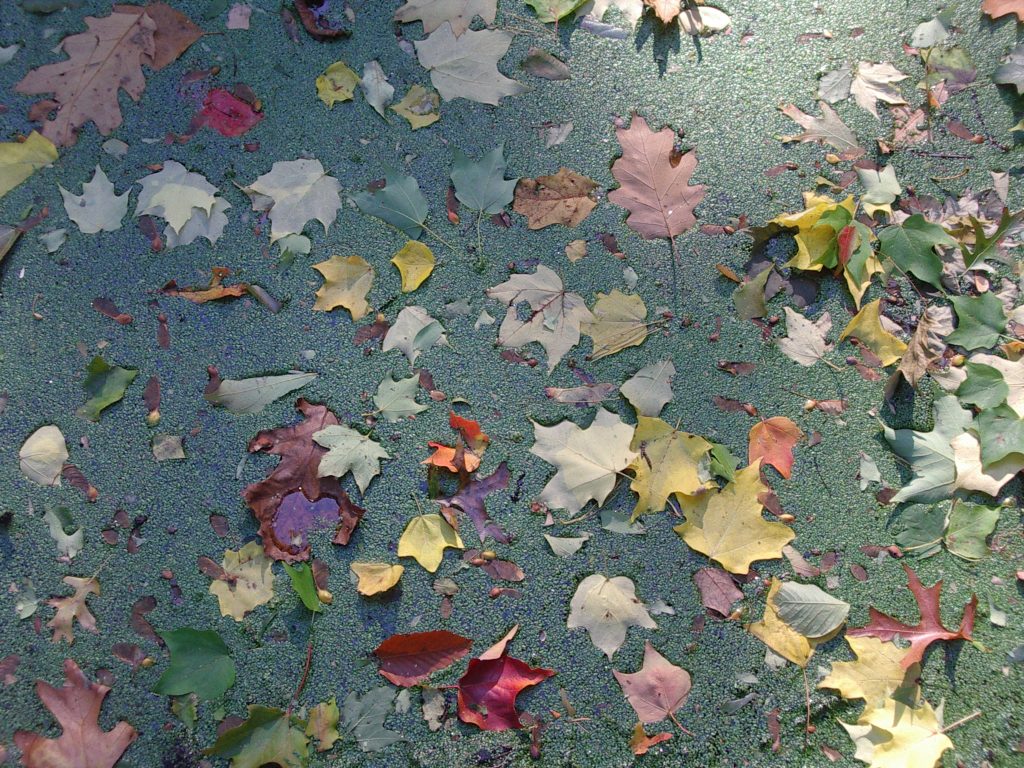 Colored leaves embedded in green film on pond