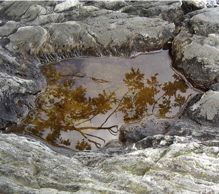 Photo of leaves reflected in water
